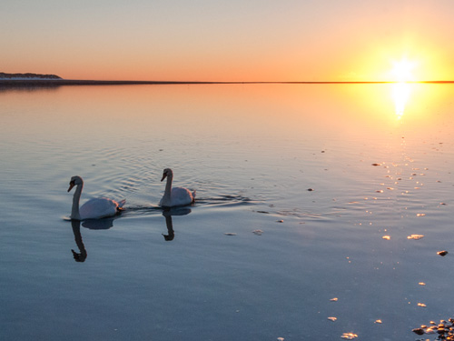 Photo of two swans at sunset on the Dyfi estuary - photograph by Josh Cooper
